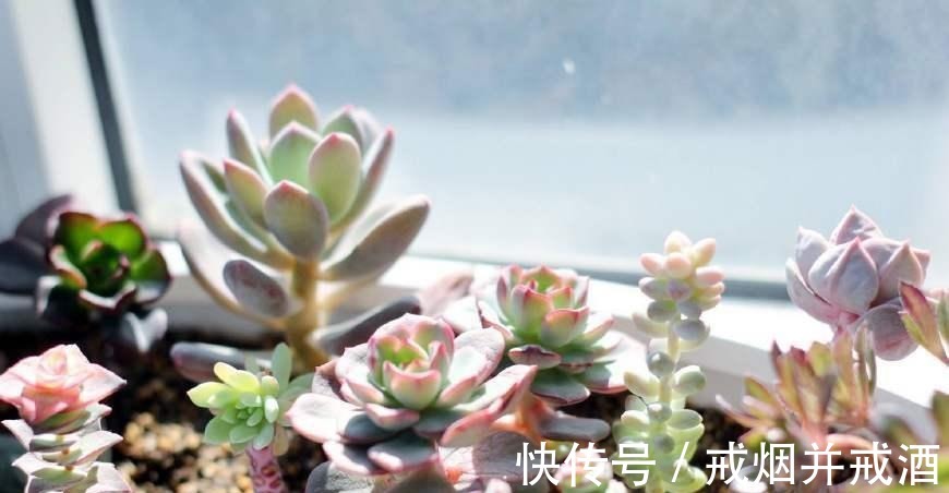 肉肉|多肉植物干瘪没有生气 那是因为你没有这么做!