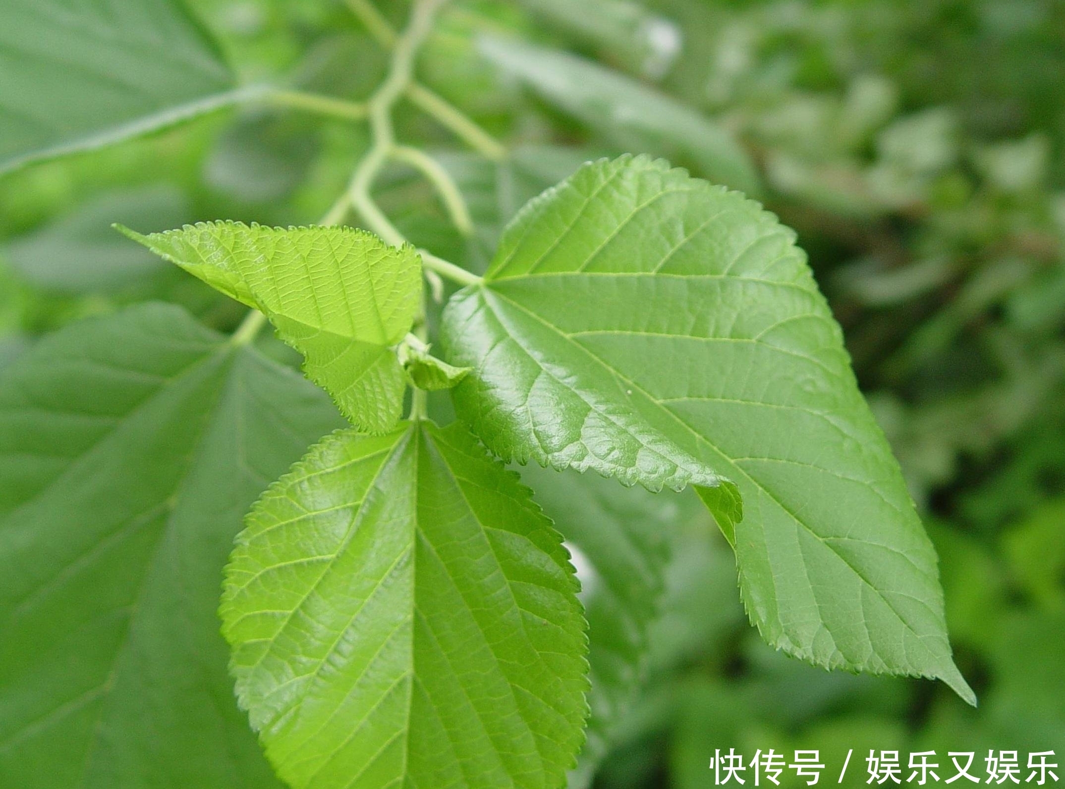 救星|农村这种野草不要扔,它是白发“大救星”坚持15天换你乌黑亮发