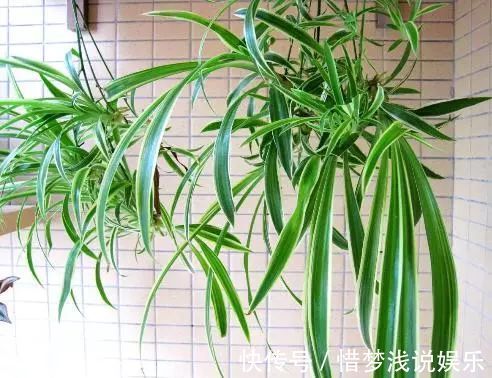 甲醛|回家就该放这四种植物,有钱人一看就懂,财运不久就滚滚来