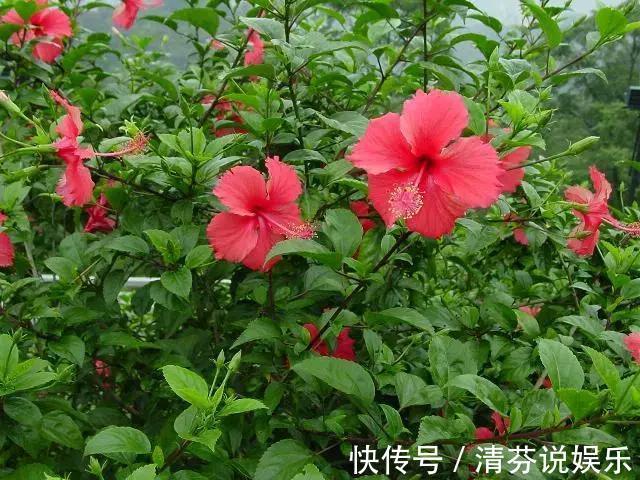 湿润|想要常年都能看见绿植开花,那就养这几种吧,花期超长!