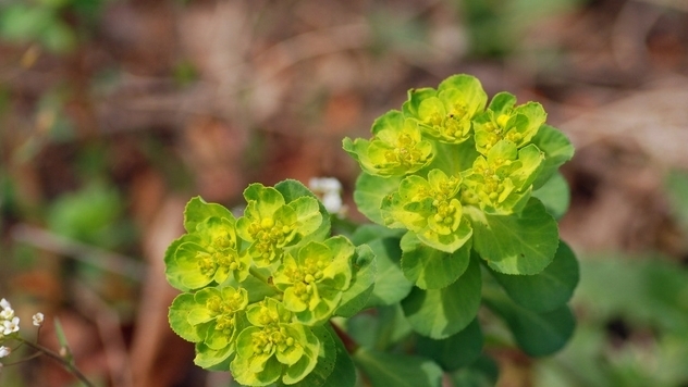 五朵云|为什么每次在乡下发现毒草五朵云就把它们挖出来?