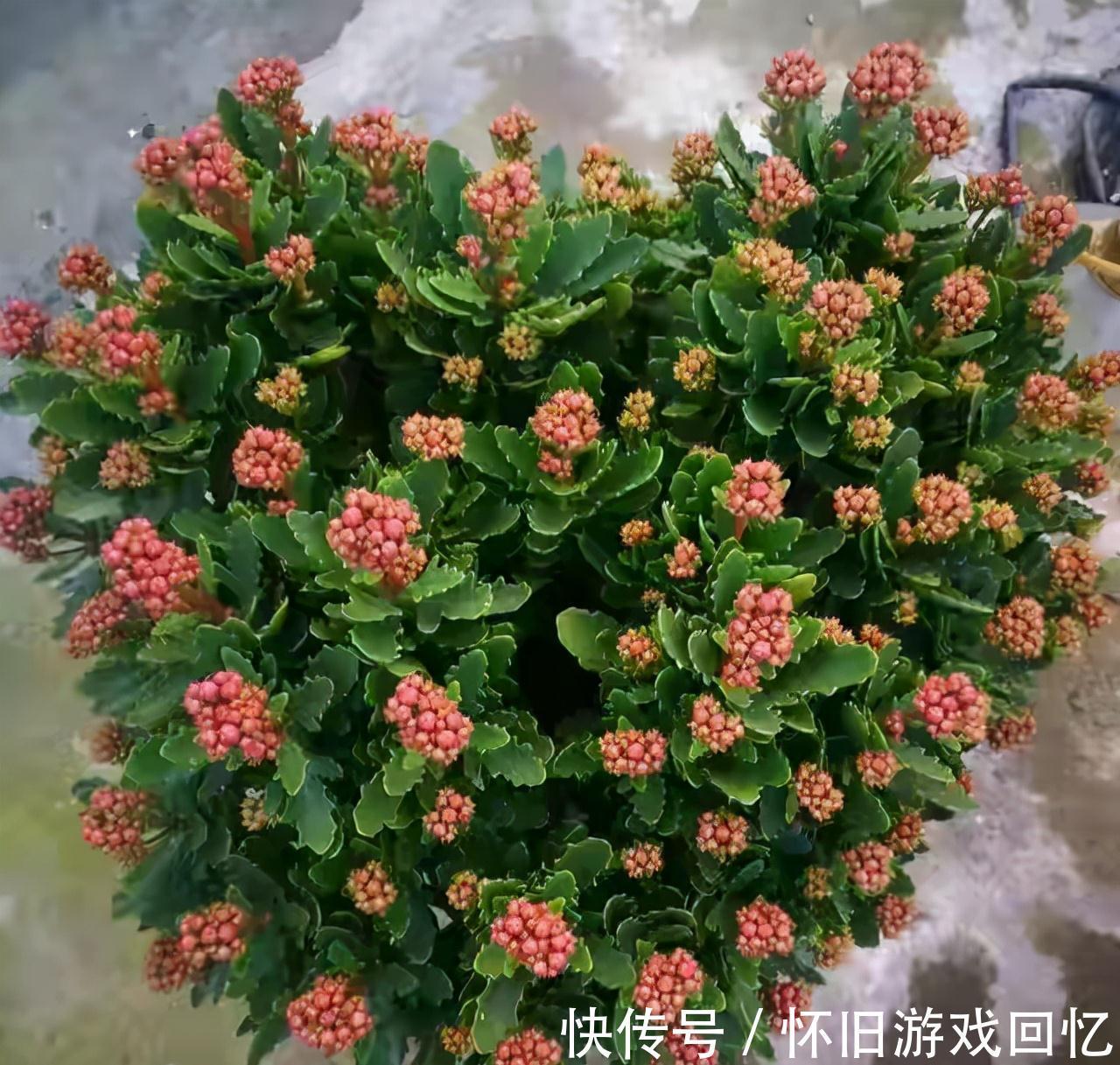 长寿花打花苞了，注意4点，不消苞，不落蕾，花期长