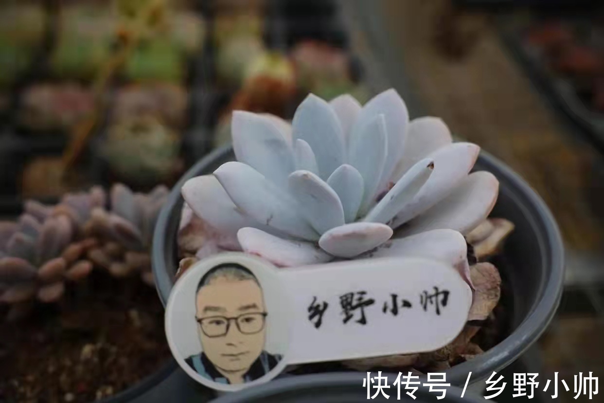 雪莲|雪莲、雪精灵、洛神,“三大神仙多肉”比美。你更喜欢哪一个?