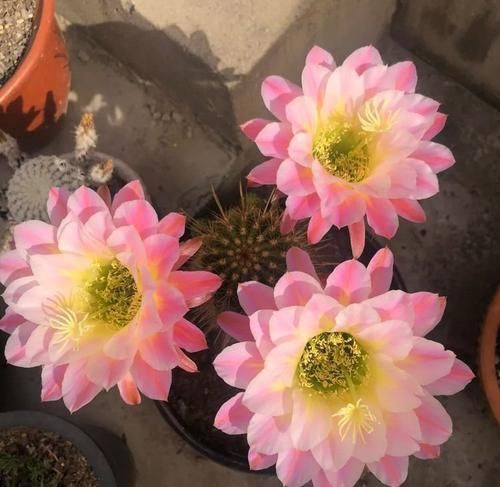  开花|仙人球不开花？多做三动作唤醒它，催出一圈芽开出层叠群花