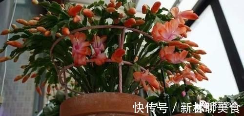两种“促花水”,给三角梅、蟹爪兰用一勺,开花爆盆,又美又仙