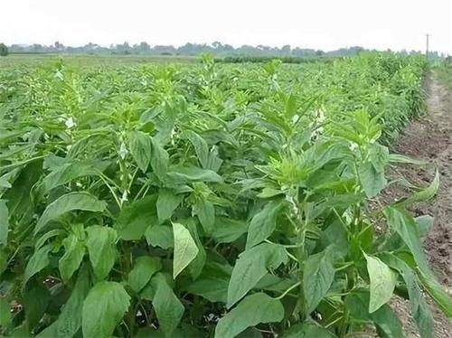 女性想要身材好，推荐常吃3物，排毒养颜，增强体质，只要几块钱