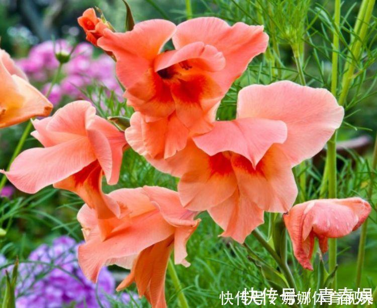 颜值|此花颜值高，开花惊艳，开花勤爱爆盆，一开大半年哦！