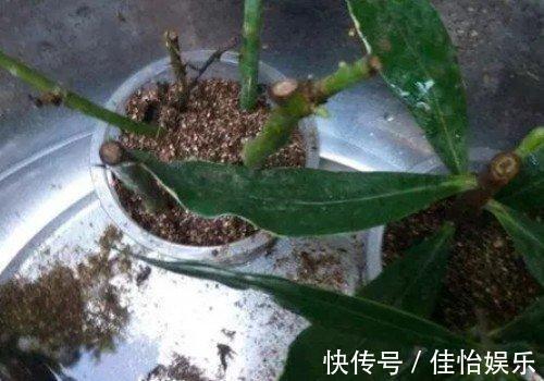 3种“香香树”,剪个枝丫,插土里,15天生根,开花满屋香