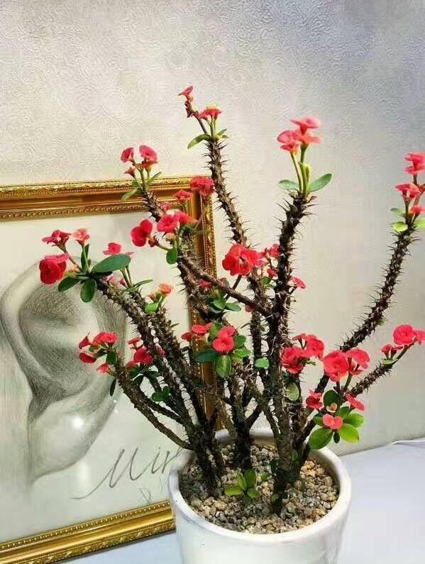 夏天别怕6种花“中暑”，越晒越漂亮，不怕晒不怕冻，漂亮又好养