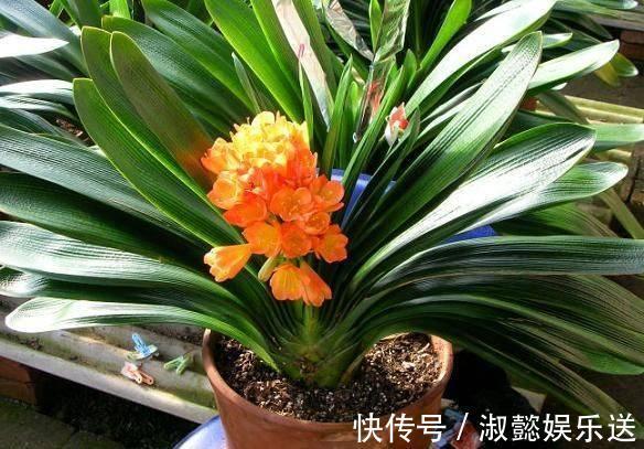 君子兰|君子兰花箭“闷坏了”，夹箭严重怎么救教你一招