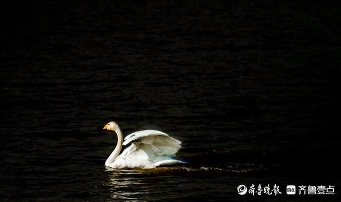 湖上芭蕾！济南黄河北沉砂池上演天鹅湖，舞姿轻盈优雅