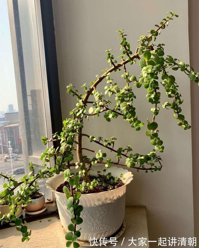 家有老人，适合养这3种花，旺人气，养神养心益长寿