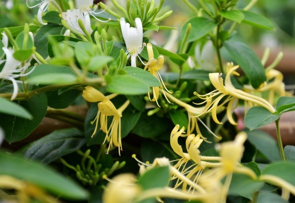 莴苣|农村人4种“救命草”,祛病防癌助长寿,美容洁肤防衰老,了解下