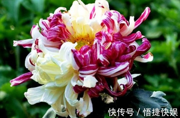 喜欢菊花，不如养盆“菊中精品”鸳鸯荷，似鸳鸯戏水，美丽大气