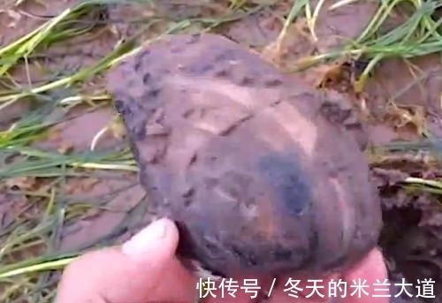 蚌壳|男子水边钓鱼无意发现黑色生物,细看后瞬间欣喜若狂