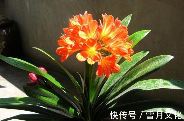 养君子兰时,做好这几点,保准让其越长越旺!