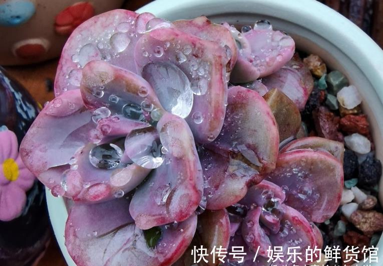 夏季|这8款多肉本身不容易褪色，秋天太阳稍稍晒一下还能变得更美