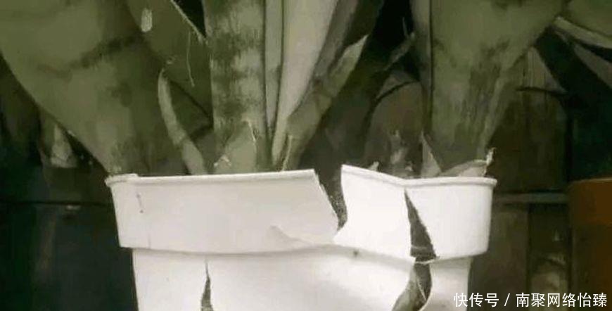 虎皮兰、君子兰、金钱树,用这1种方法,都能养爆盆