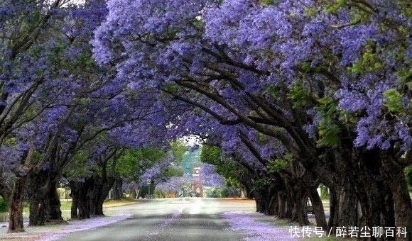 老年|世界最美的10条树隧道，美国有4条，中国有一条