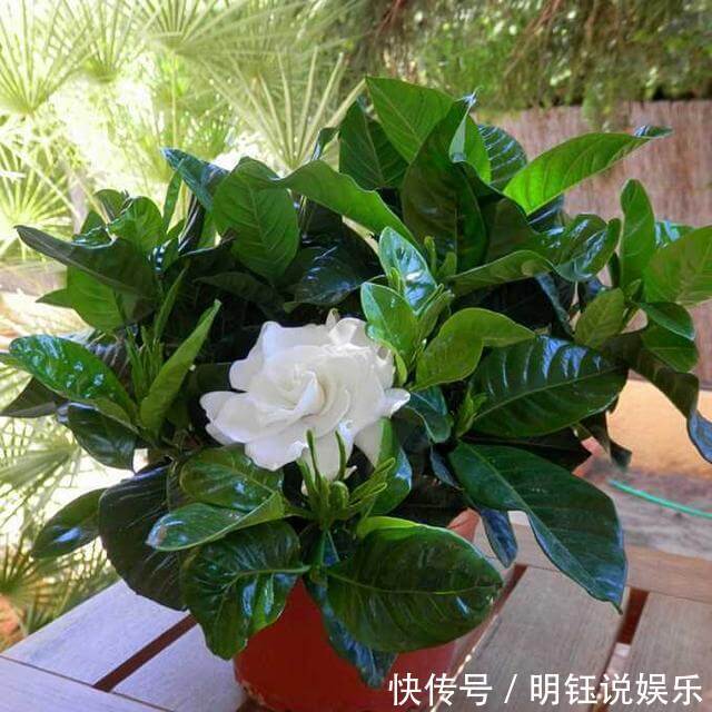 栀子花茉莉花最爱“酸水”,半个月来一次,疯狂开花也没黄叶