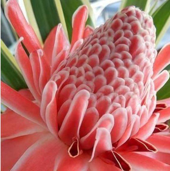 现在就养4种花,越热开花越多,花朵仙又美,全年开花不断