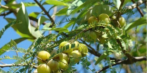 生津止渴|农村山坡上到处都是的野果,能助阳补阴、活血利肝、生津止渴