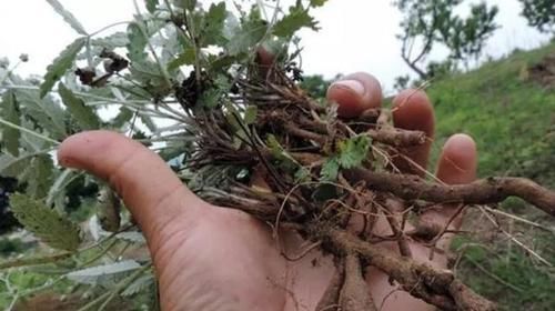 功效|农村一种毫不起眼野菜,农民拿去喂猪,殊不知是名贵中草药