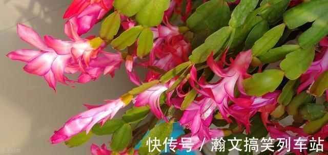 蟹爪兰别放3处养,花量打折扣,学会换位置,收获不一样