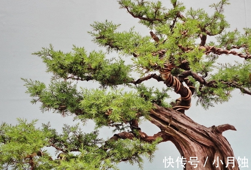 盆景肥料的识别与制作以及几种重要的催根方法