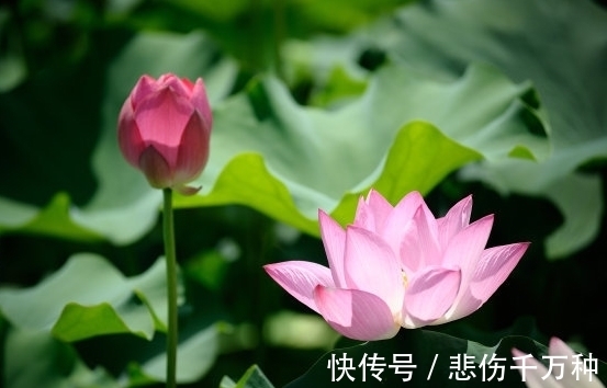 生肖鸡|步入7月中旬，桃花朵朵开，4属相苦尽甘来，财福不缺日子美