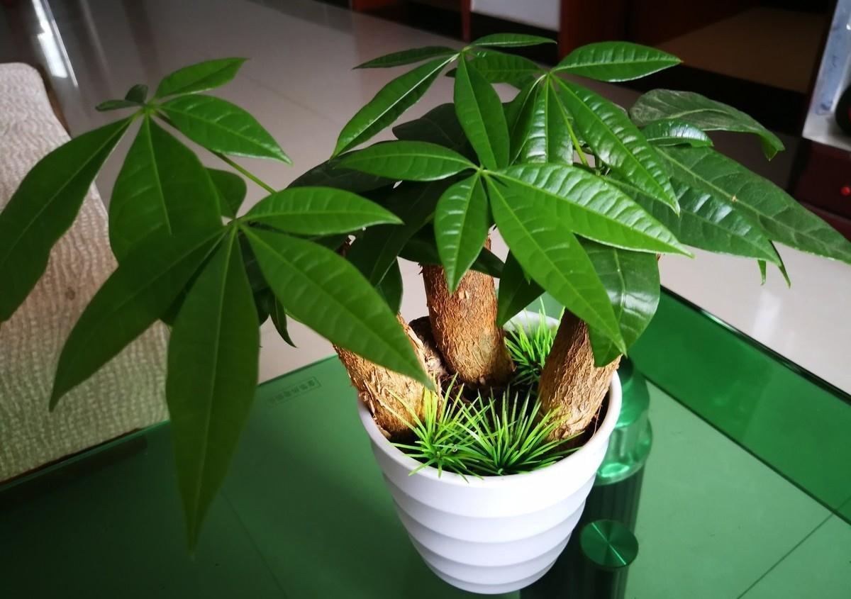 鸭脚木|这22款植物室内养护不但净化空气还吸甲醛,花友纷纷收藏