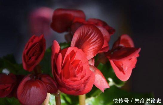 4种花花好看,名字也好听,养了就爆盆,好养易活开花漂亮