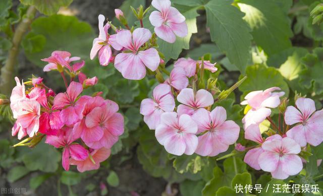 她家只养一种花,一年四季有花赏,原因是做好了四件事