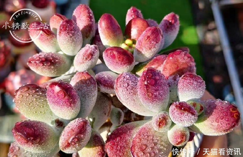 多肉植物|想要养好多肉,首先要选好花盆,这3种盆要避开,趁翻盆快换掉吧