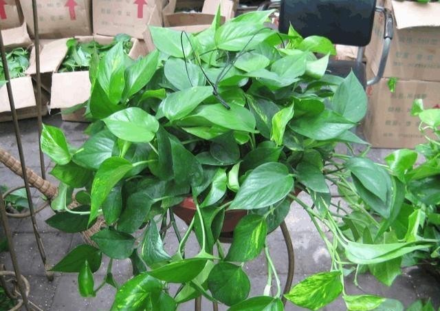 成活|绿萝扦插不成活?只需记住1个“点”,新手都能扦插一棵活一棵!