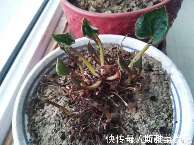 种花|9种花，天热会“假死”，千万别丢了，秋天就苏醒