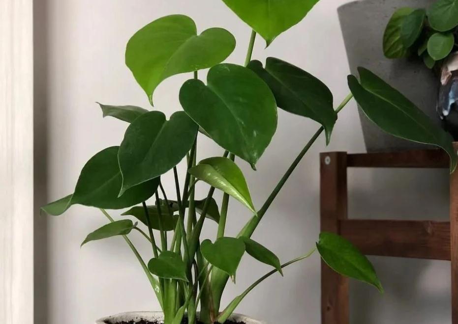 家庭盆栽龟背竹该注意什么？弄懂这些，养好不难