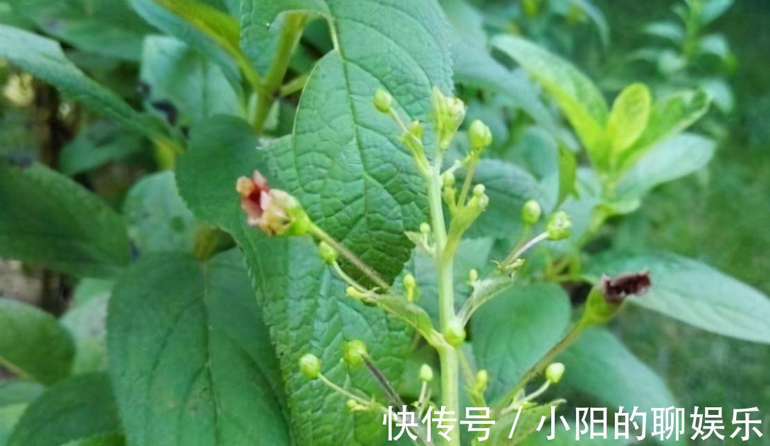 食补|野外遇见一簇草,过路医生连忙采挖,一问才知,是珍贵黑人参