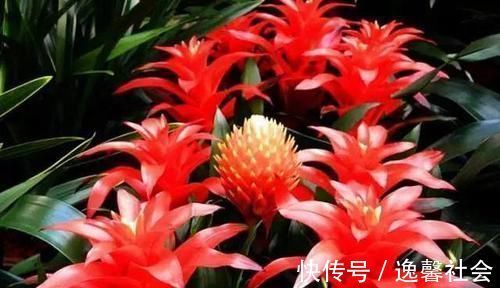 发财树|家里不要乱养花,这3种植物,养人又旺财,聪明的人都在养!