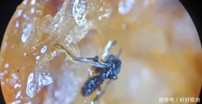 辣条|将辣条放大一百倍,发现了只小动物,网友:为啥辣条有肉