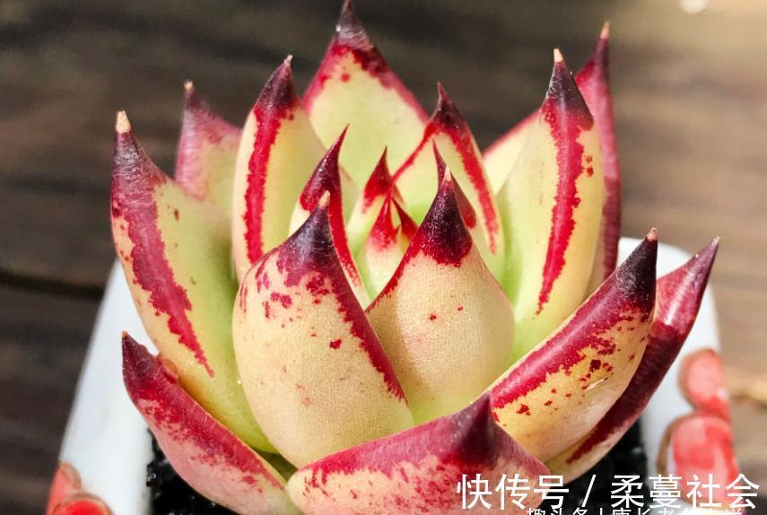 黑檀汁|多肉乌木品种众多且十分混乱，我们如何才能挑到称心如意的呢？