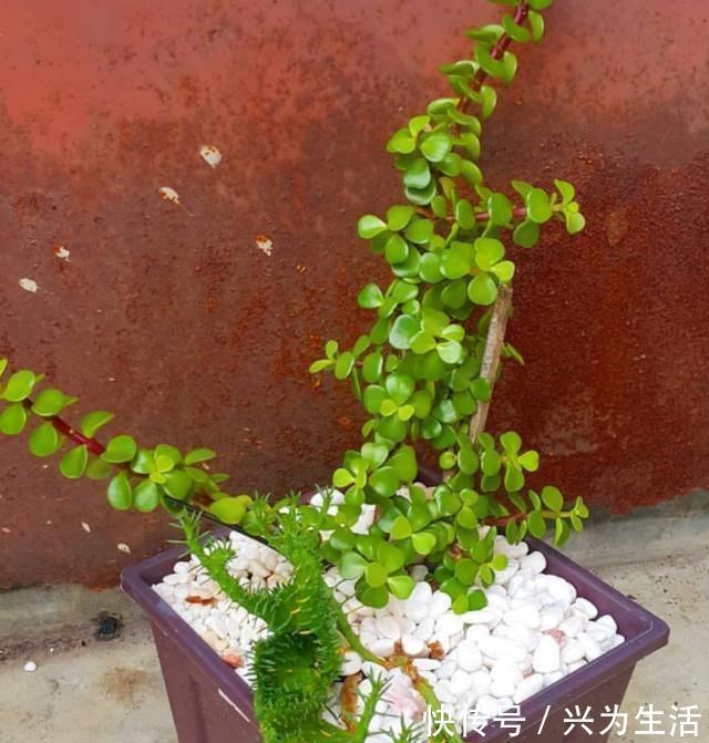 植物|养这“2种”树，能成“老桩”，越养殖越好看，而且“价格高”