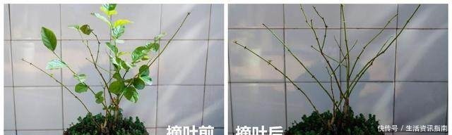 茉莉修剪小技巧,学会这3招,新芽冒不停!