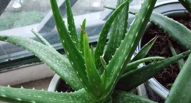 “3种花”养客厅,大气、上档次,吸“甲醛”效果好,空气清新