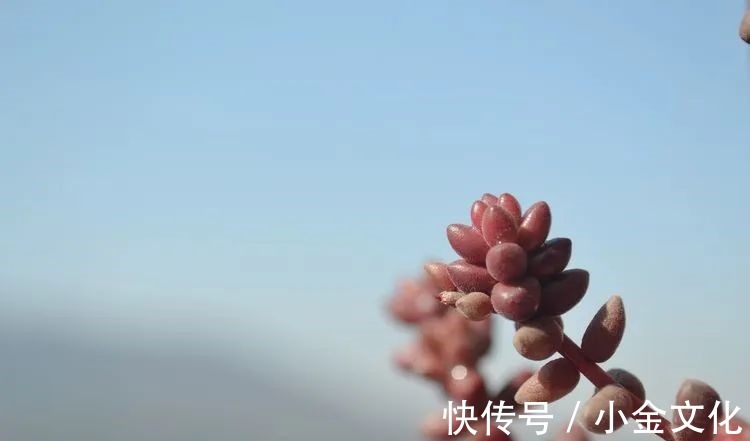 红稚莲|以阳光为滤镜，蓝天为背景，期待拥抱春天，拥抱自然！