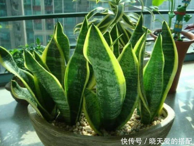 家养这些植物,改善睡眠质量,一觉睡到天亮,还好养