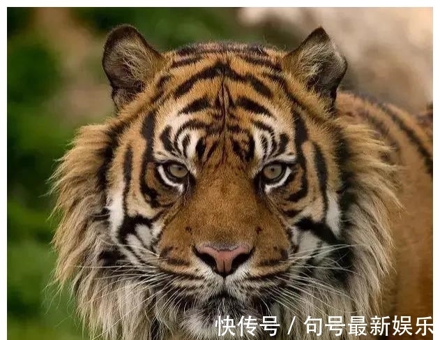 老虎|十二生肖为什么会有虎，在古代虎有着怎样的象征