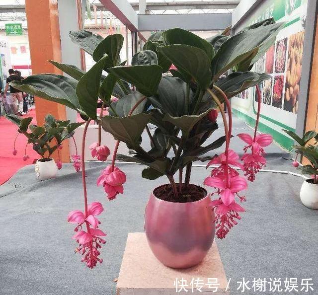 5种花最怕晒,天天不见光,开花却火爆,一朵一朵炸花球