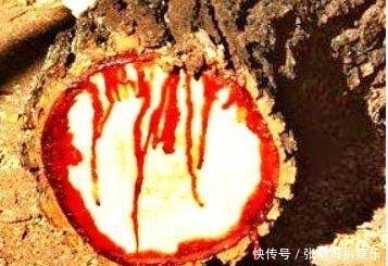 树精|三国时曹操醉酒曾误斩千年树精， 最后这个树精竟缠了他千年！