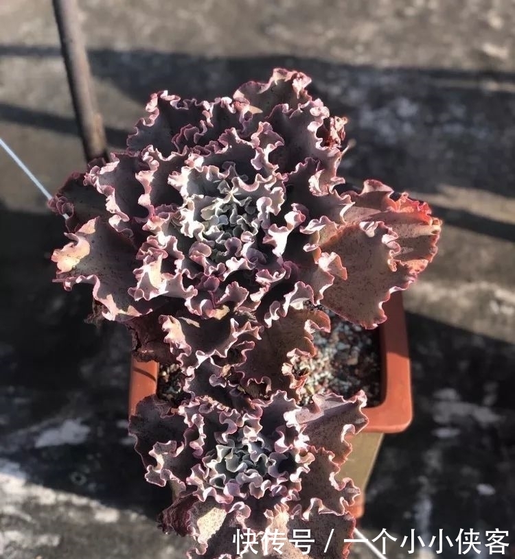 多肉盆栽:强迫症养多肉,必须整整齐齐,一颗也不能乱